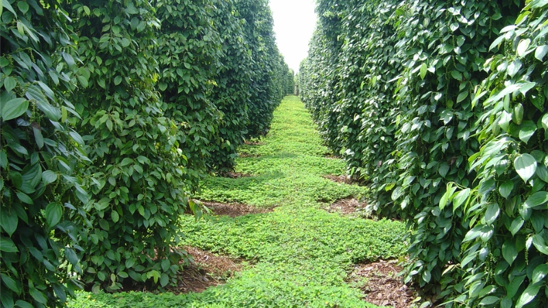 Đặc điểm cây hồ tiêu