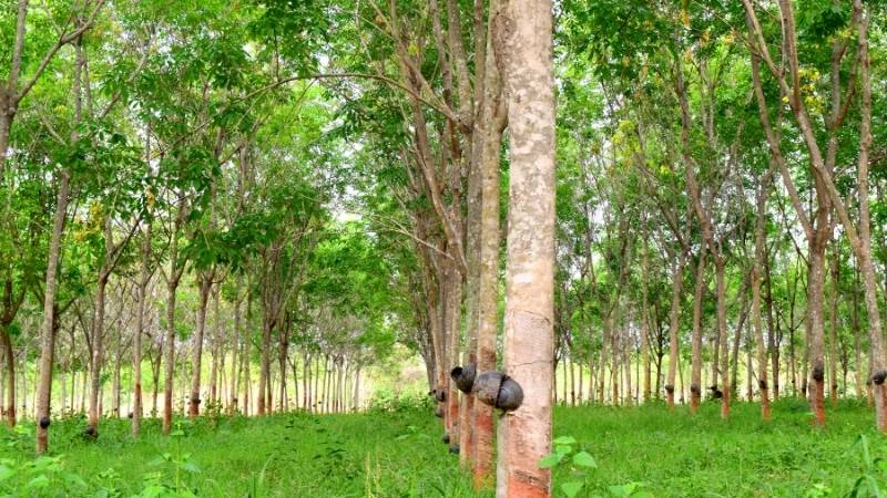 Giá trị cây cao su