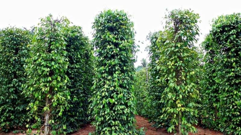 Giống cây hồ tiêu