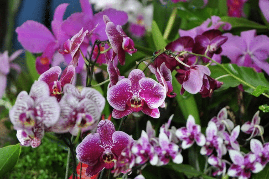 Hướng dẫn cách dùng Trichoderma hiệu quả