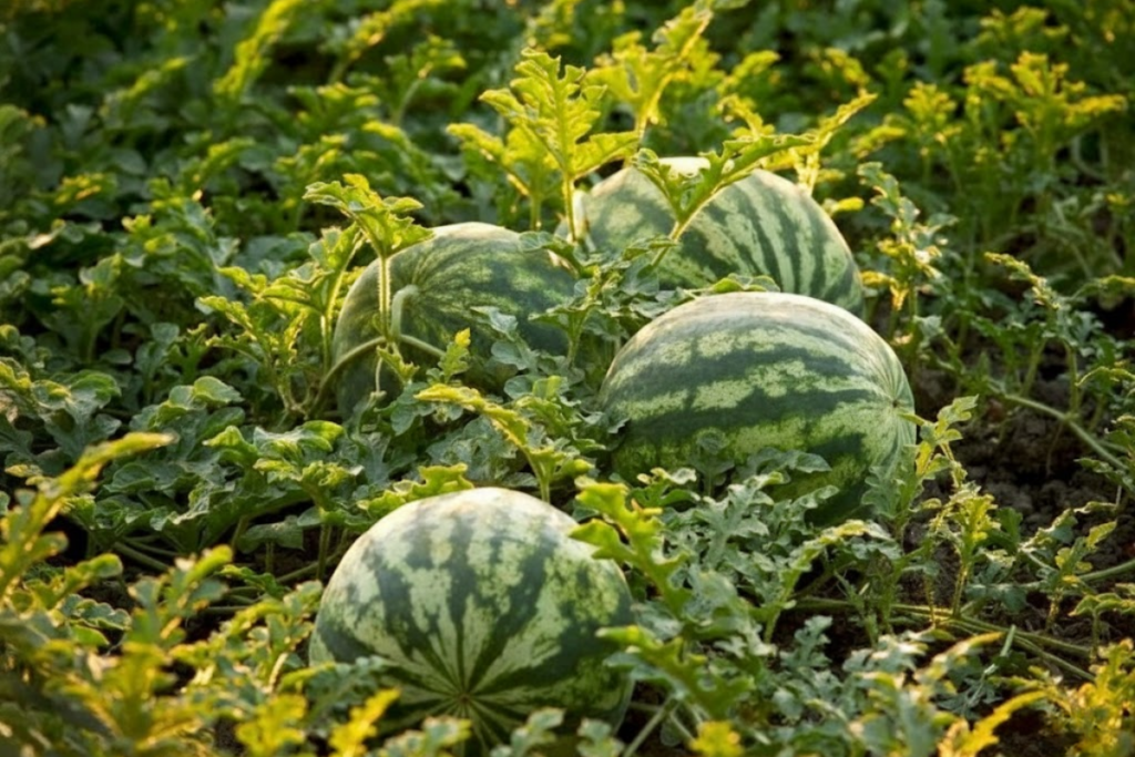 Phân bón lá cho dưa hấu có những loại nào Cách lựa chọn và sử dụng hợp lý