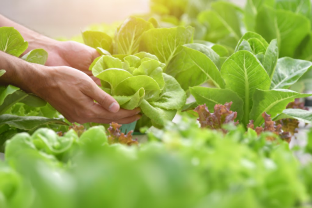 Phân bón lá cho rau có những loại nào Cách lựa chọn phù hợp với giai đoạn canh tác