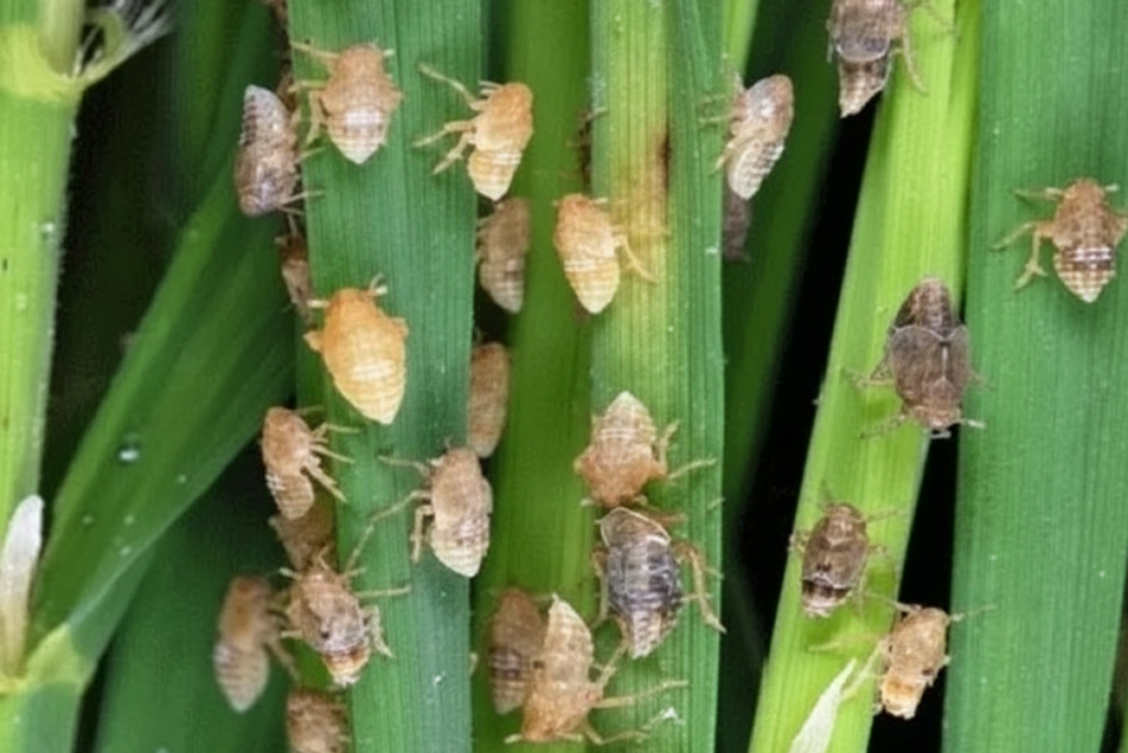 Sử dụng luân phiên thuốc trị bọ trĩ như thế nào để hạn chế kháng thuốc