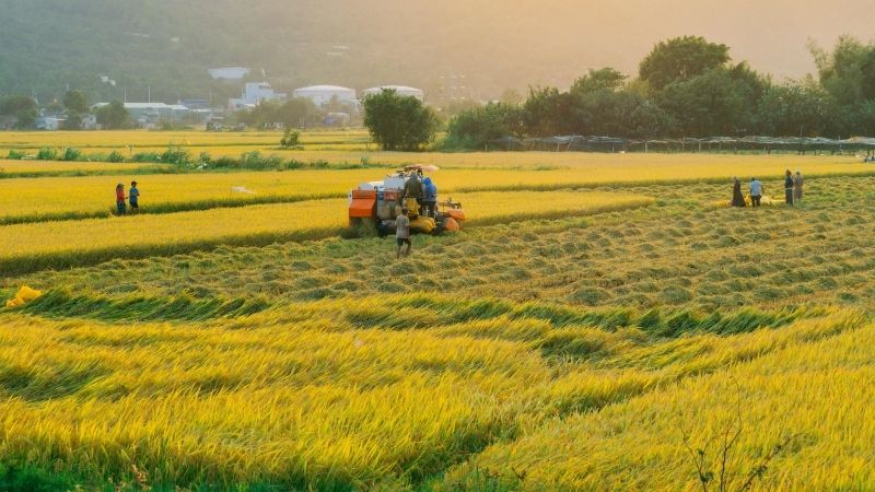 Thu hoạch lúa