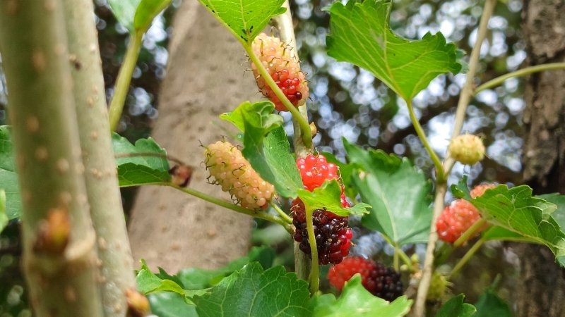 Trái cây dâu tằm