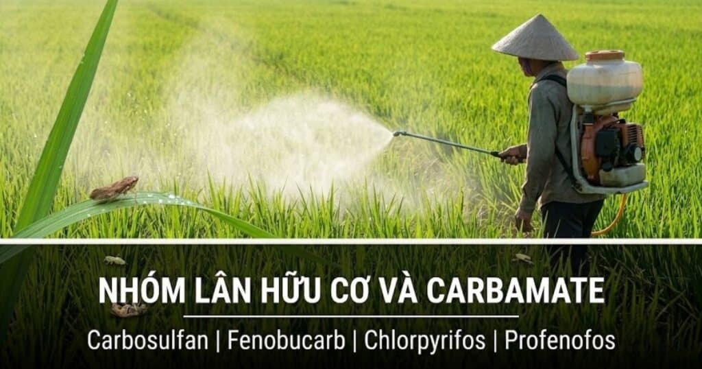 Thuốc trừ sâu nhóm Lân hữu cơ và Carbamate