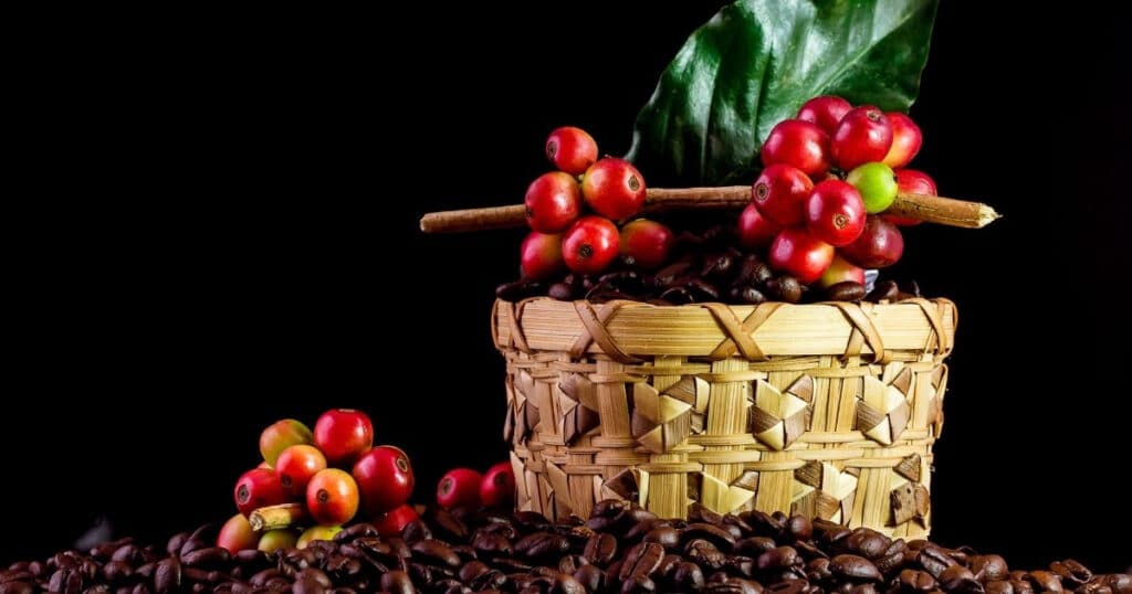 Đánh giá đặc tính sinh trưởng của các dòng Robusta vô tính: TR4, TR9 và TRS1