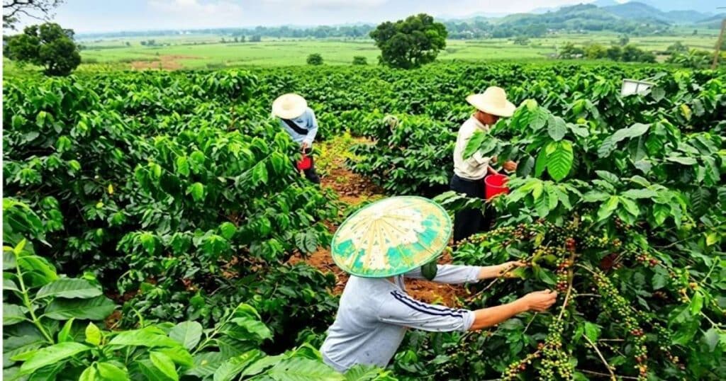 Đánh giá hiệu quả kỹ thuật và kinh tế mô hình xen canh cà phê - sầu riêng