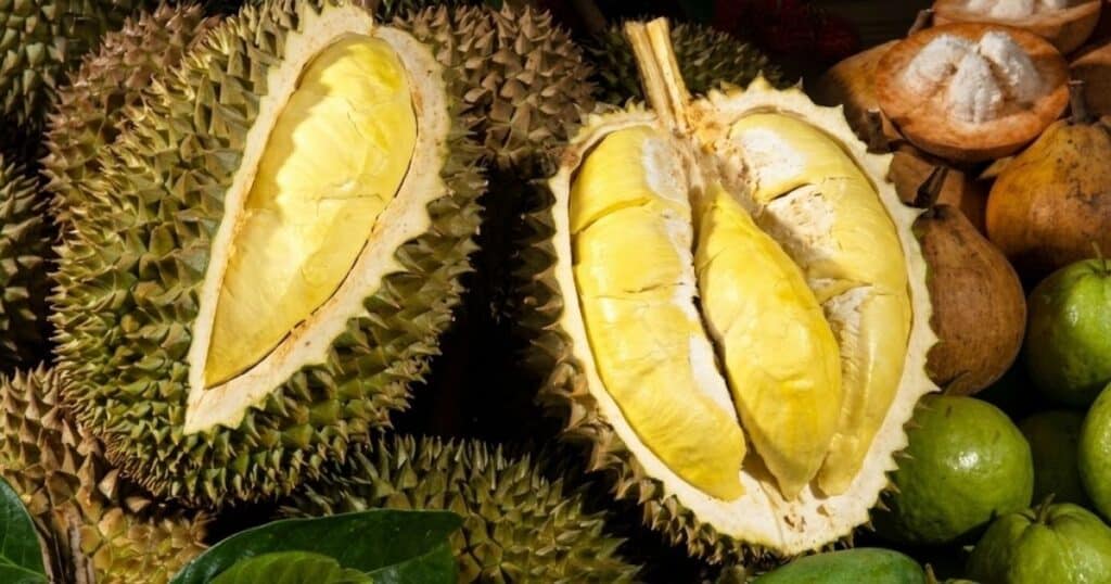 Giống sầu riêng Ri6: Đặc điểm thực vật, kỹ thuật canh tác và giá trị kinh tế