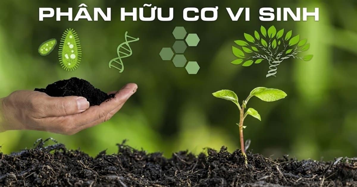 Hướng dẫn cải tạo độ tơi xốp đất bằng phân hữu cơ và vi sinh vật cho vườn sầu riêng