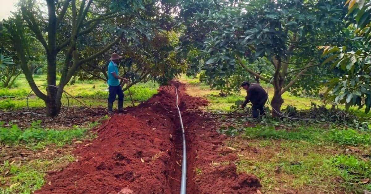 Hướng dẫn thiết lập hệ thống tưới sầu riêng chuyên nghiệp và hiệu quả