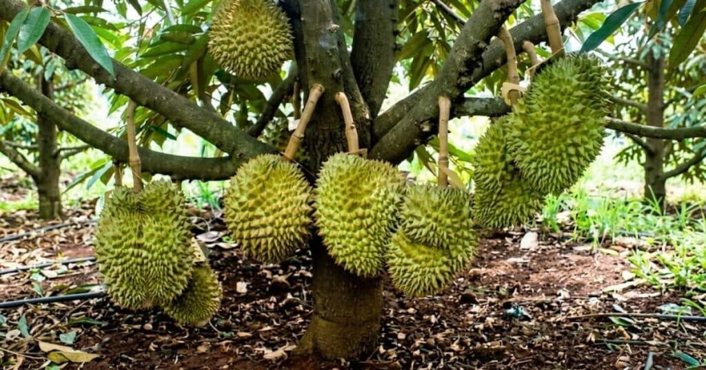 Kỹ thuật bón phân sầu riêng giai đoạn 5-10 tuần: Trái lớn nhanh, đều hộc