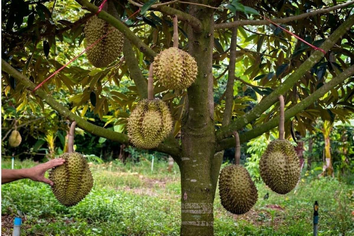 Ky-thuat-canh-tac-sau-rieng