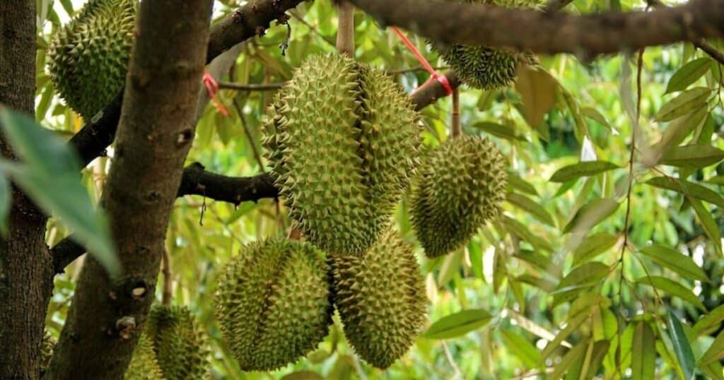 Kỹ thuật canh tác và tiềm năng kinh tế cây sầu riêng