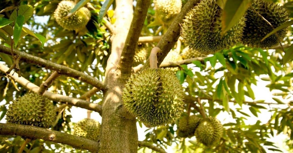 Kỹ thuật nâng pH và cải tạo đất sầu riêng bị phèn chua, nhiễm mặn