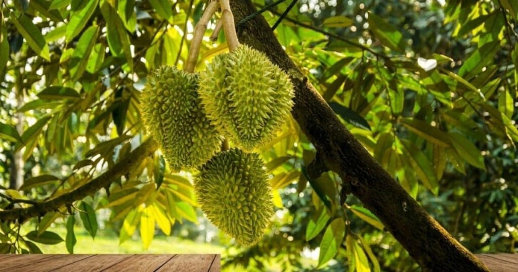 Kỹ thuật quản lý nước sầu riêng giai đoạn nuôi trái: Tối ưu năng suất và chất lượng