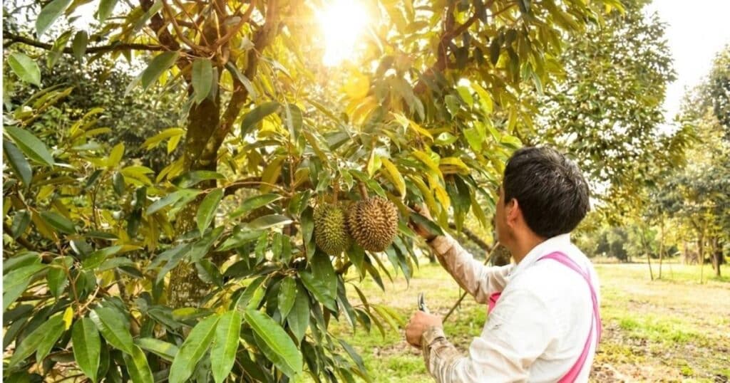 Kỹ thuật tạo tán sầu riêng giai đoạn kiến thiết: Xây dựng bộ khung bền vững