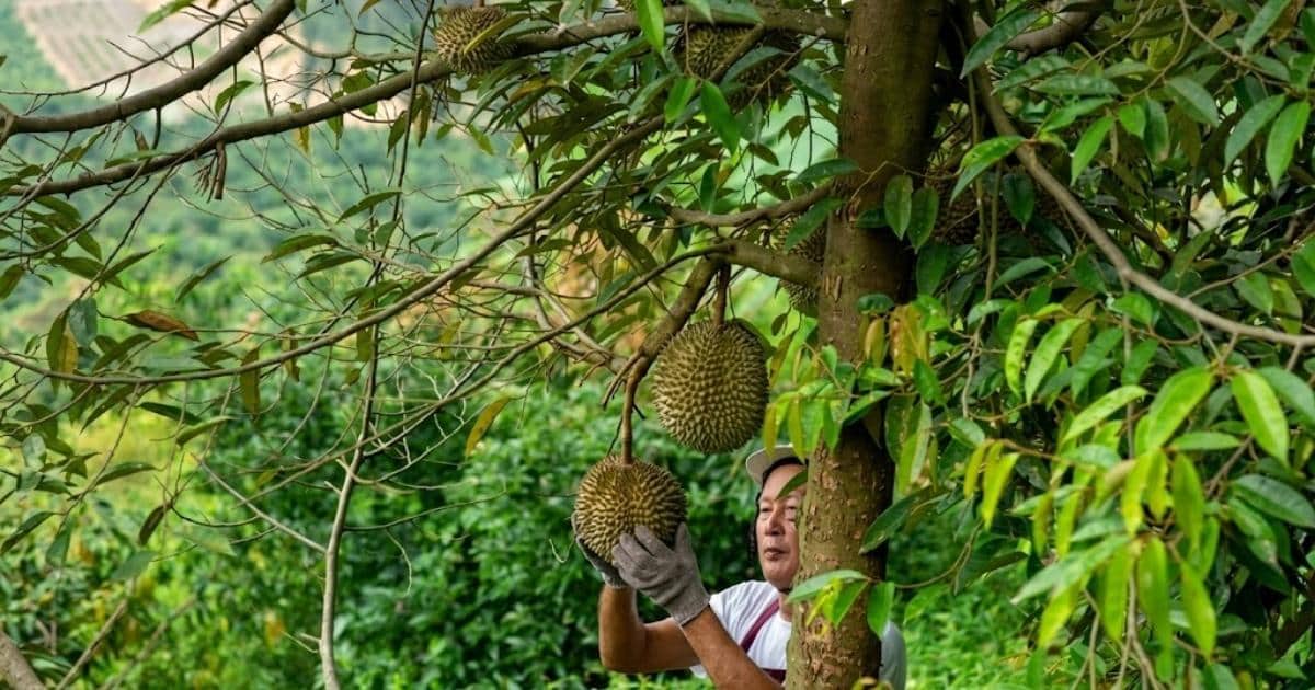 Kỹ thuật thiết kế vườn sầu riêng chuyên nghiệp: Quy chuẩn và sơ đồ bố trí