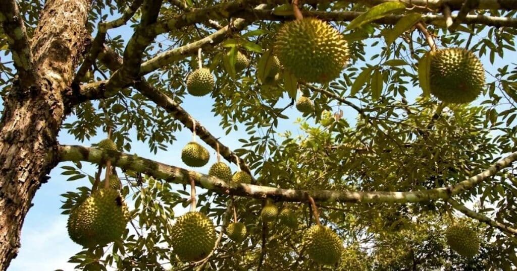 Kỹ thuật tỉa cành sầu riêng sau thu hoạch: Quy trình phục hồi vườn cây