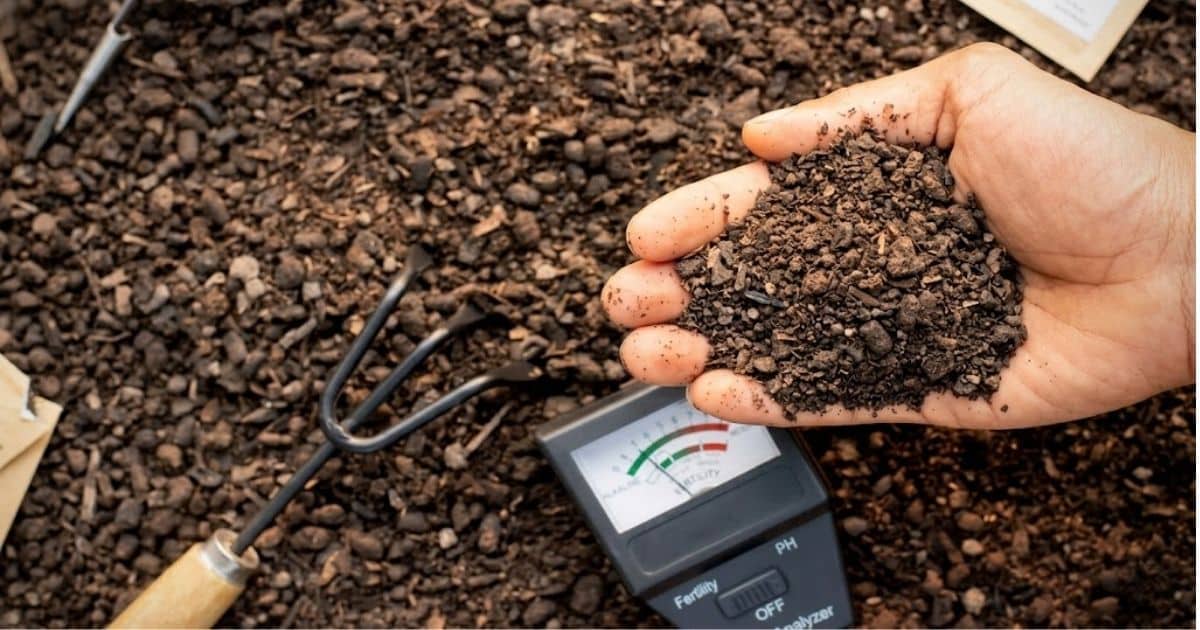 Mối liên hệ giữa độ pH đất và hiệu quả hấp thụ phân bón của sầu riêng