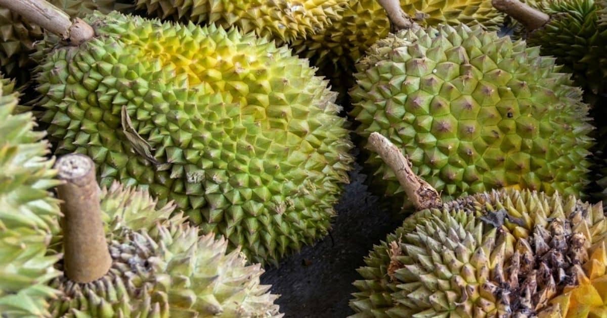 Nấm đối kháng Trichoderma cho sầu riêng: Giải pháp bảo vệ và dinh dưỡng rễ