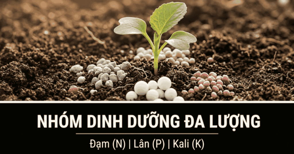 Nhóm Dinh dưỡng Đa lượng