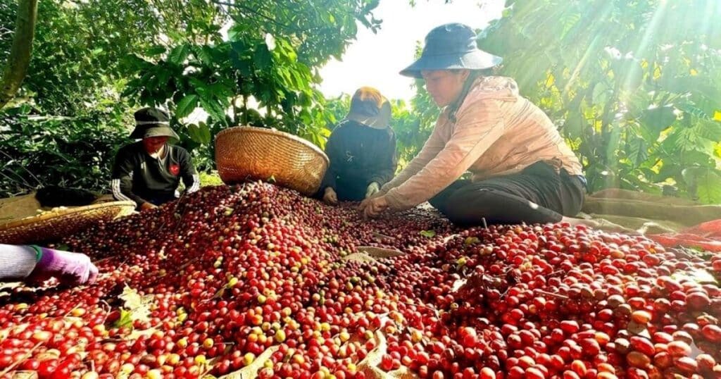Phân tích đặc tính sinh trưởng và giá trị kinh tế giữa Cà phê Robusta và Arabica