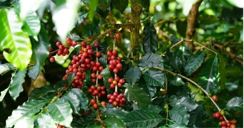 Danh-gia-dac-tinh-sinh-truong-cua-cac-dong-Robusta-vo-tinh-TR4,TR9-va-TRS1