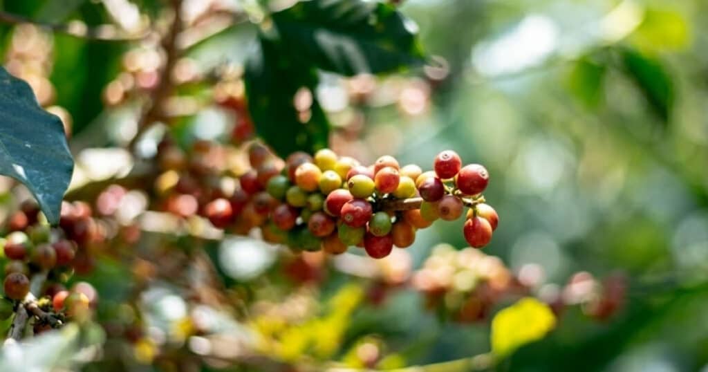 Phân tích kỹ thuật mô hình canh tác cà phê đa thân thả ngọn: Ưu điểm và hạn chế