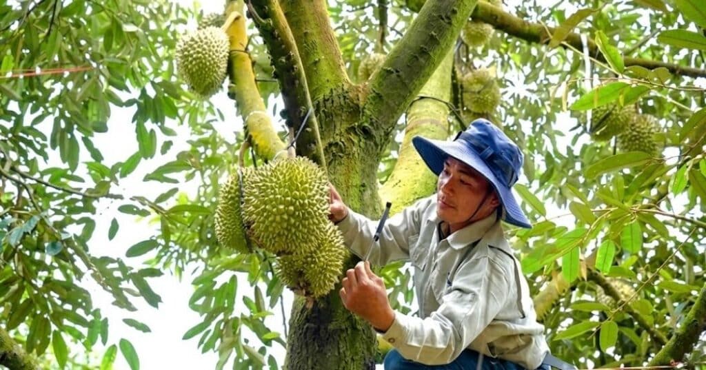 Phân tích ưu và nhược điểm các giống sầu riêng phổ biến tại Việt Nam