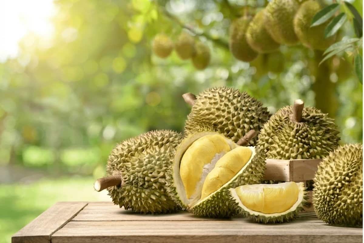 Sầu riêng bị phèn chua, nhiễm mặn