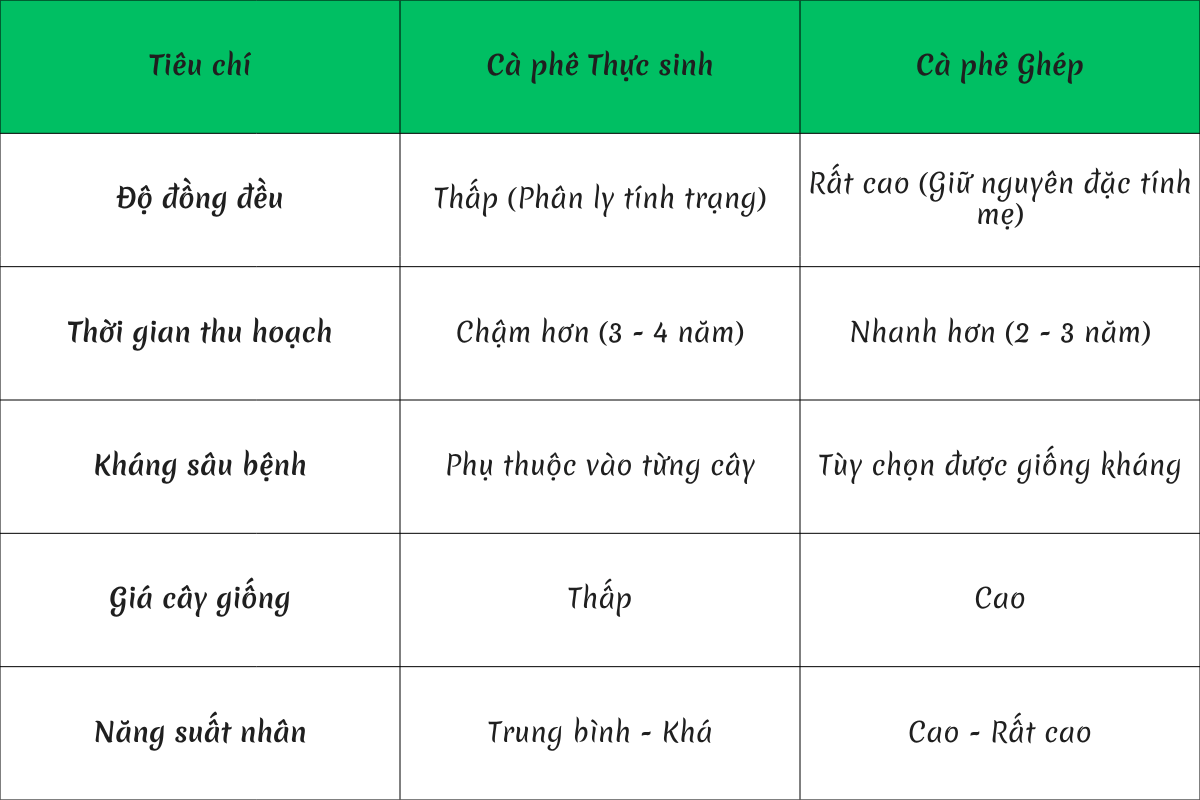 So sánh Cà phê ghép và cà phê thực sinh