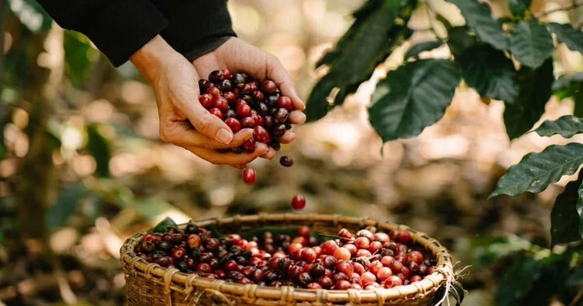 Tiêu chí lựa chọn giống cà phê phù hợp với đặc thù thổ nhưỡng vùng đất Bazan