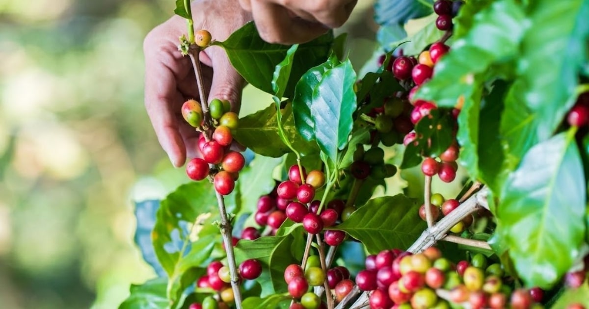 Tổng hợp các giống cà phê năng suất cao và triển vọng giai đoạn 2026 - 2030