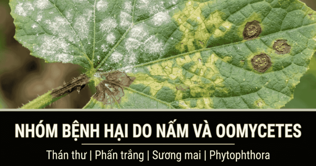 Nhóm Bệnh hại do Nấm và Oomycetes