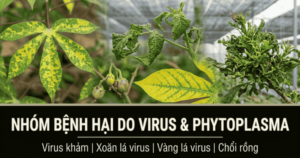 Nhóm Bệnh hại do Virus và Phytoplasma