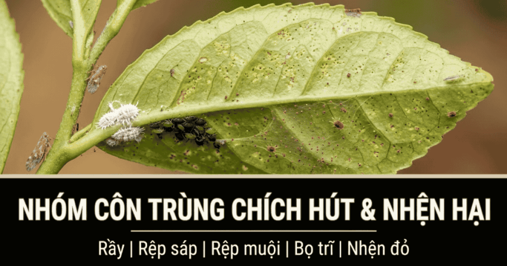 Nhóm Côn trùng chích hút và Nhện hại