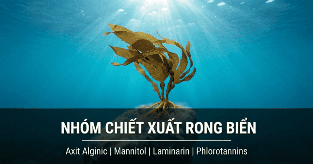 Nhóm Chiết xuất Rong biển