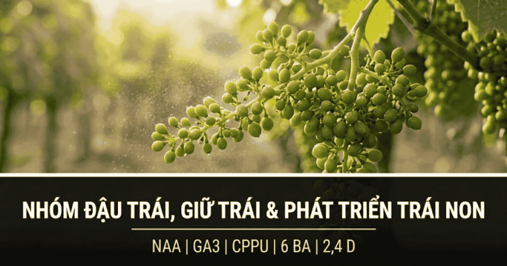 Điều khiển đậu trái, giữ trái và phát triển trái non