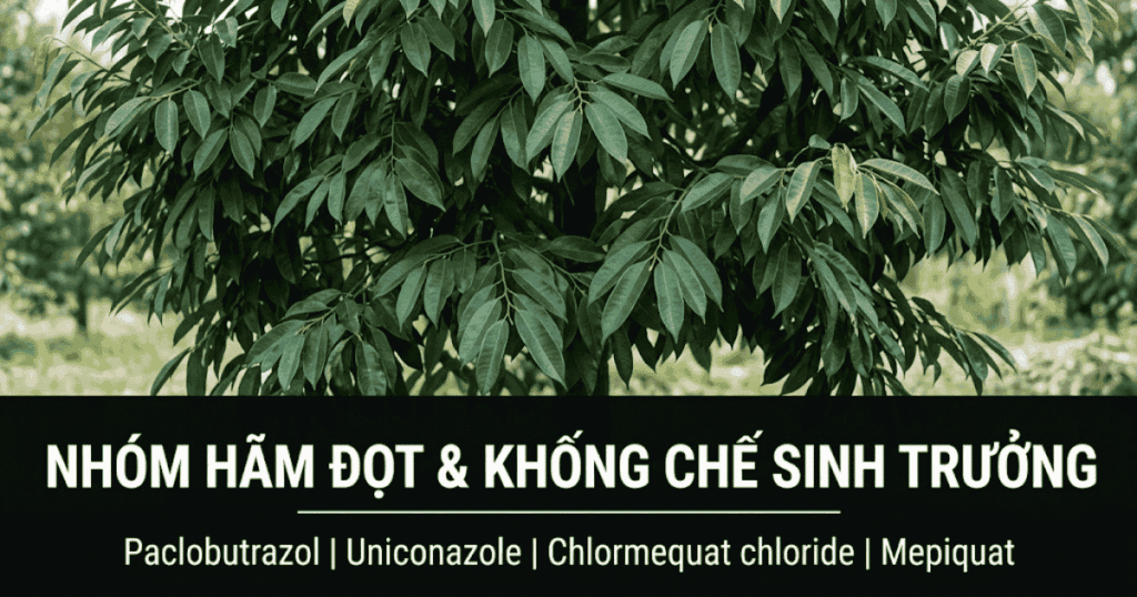 Hãm đọt, khống chế sinh trưởng