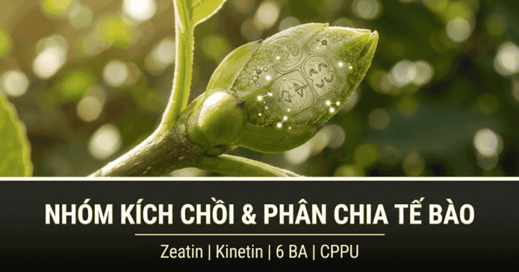 Kích chồi và phân chia tế bào