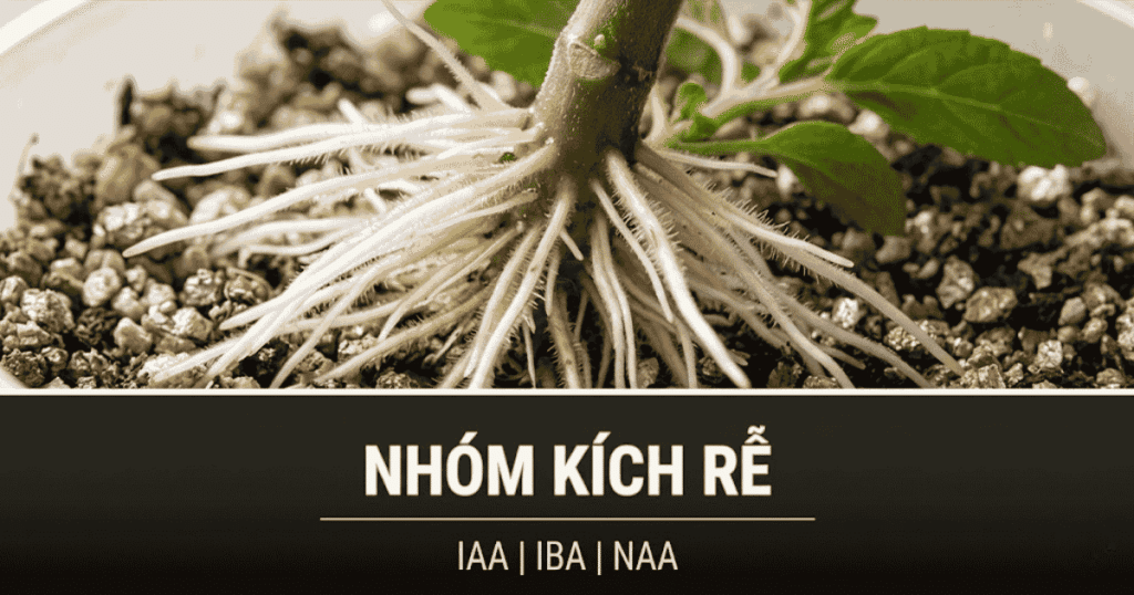 Nhóm kích rễ