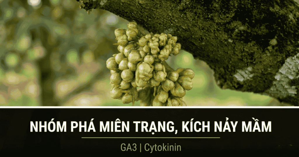 Phá ngủ, kích nảy mầm