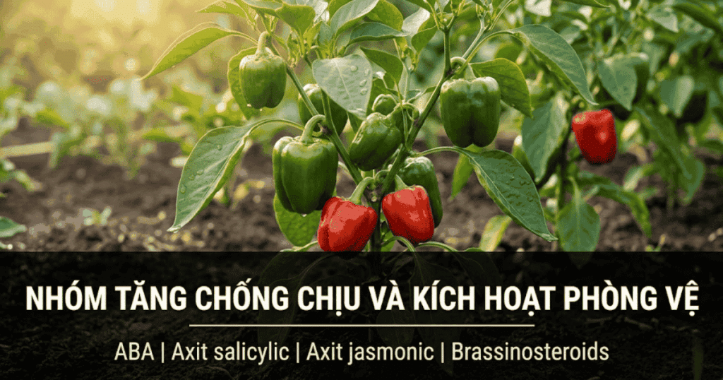 Tăng chống chịu và kích hoạt phòng vệ
