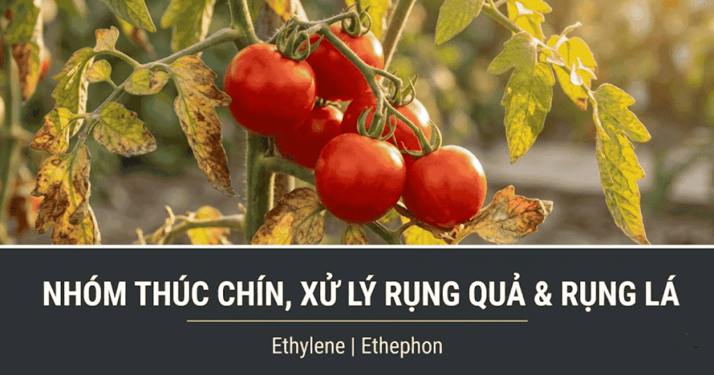 Thúc chín, xử lý rụng lá, rụng quả
