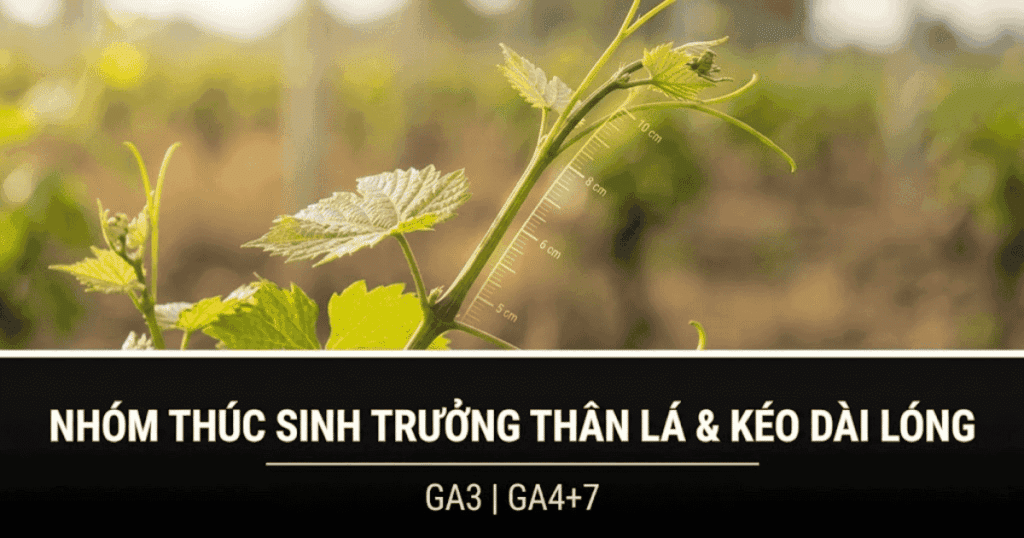 Thúc sinh trưởng thân lá và kéo dài lóng