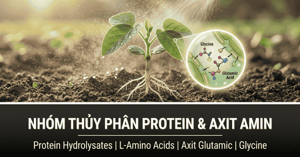 Nhóm Thủy phân Protein và Axit amin