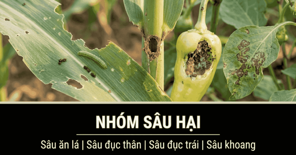 Nhóm sâu hại